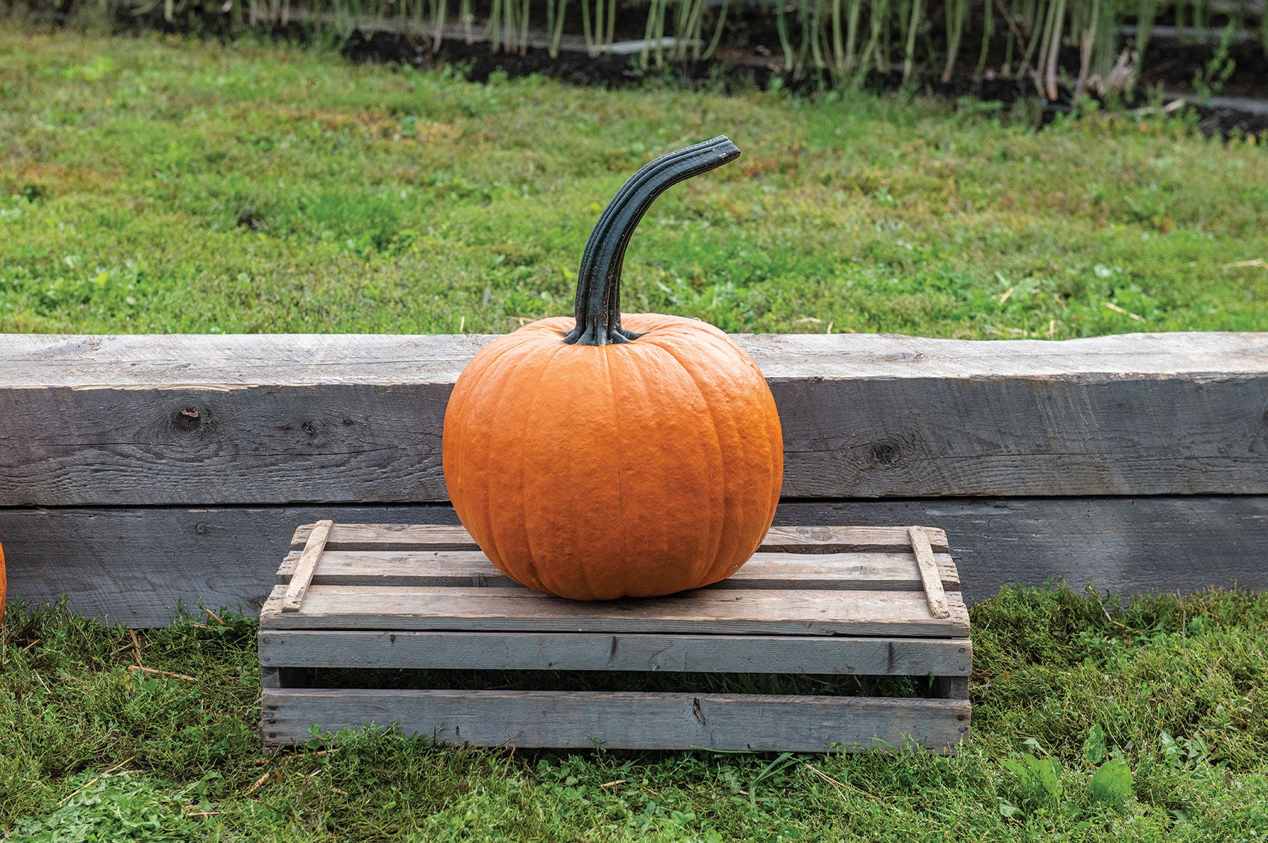 Cronus – Pumpkin Seed